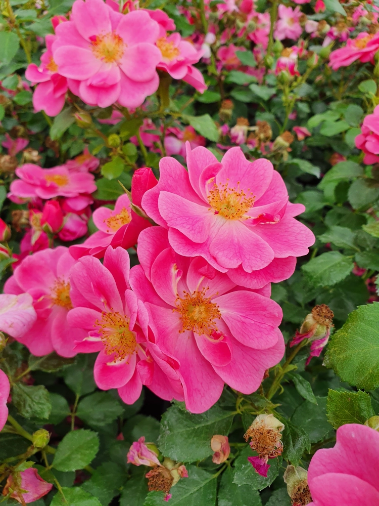 Kleinstrauchrose 'Bienenweide', 4 Liter Topf, rosa - Gallerie Bild 1